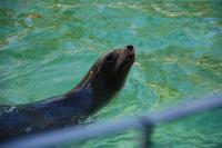 Imagine atasata: Zoo Berlin 0492.JPG